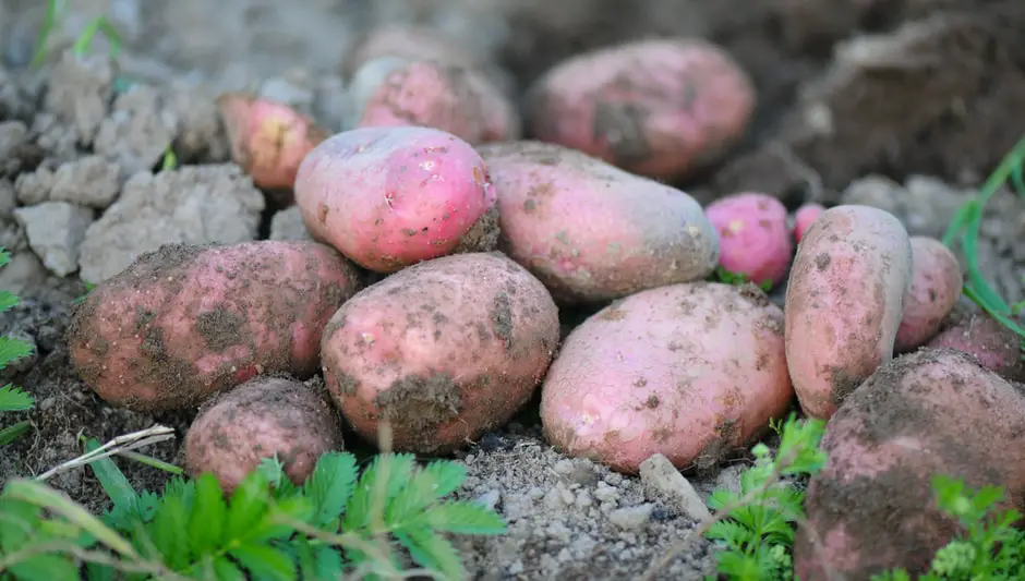 What Do Potato Plant Leaves Look Like? (Check This First)