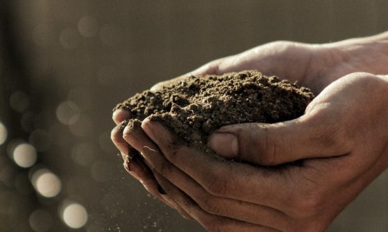 how to inoculate soybean seeds