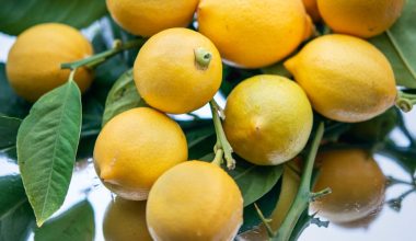 do lemon trees drop leaves in winter