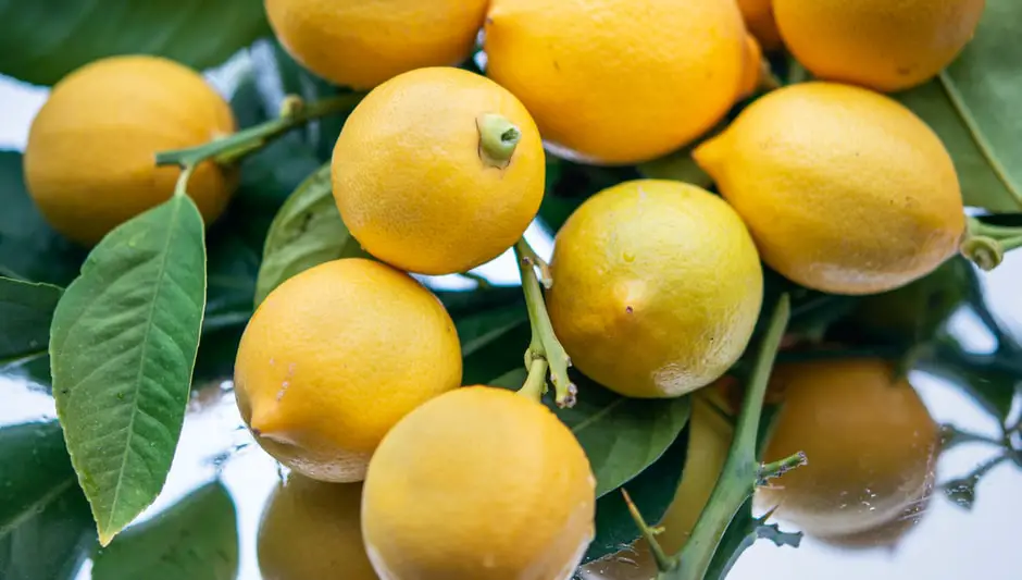 do lemon trees drop leaves in winter