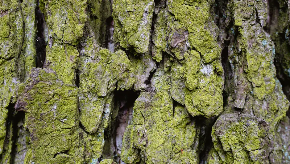 how to harvest red willow bark