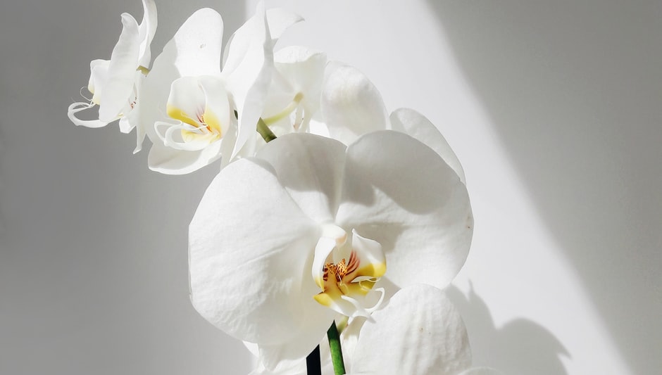are orchids poisonous to dogs