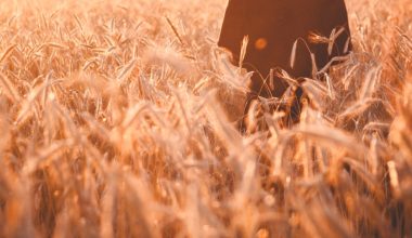 when do farmers harvest corn in ontario