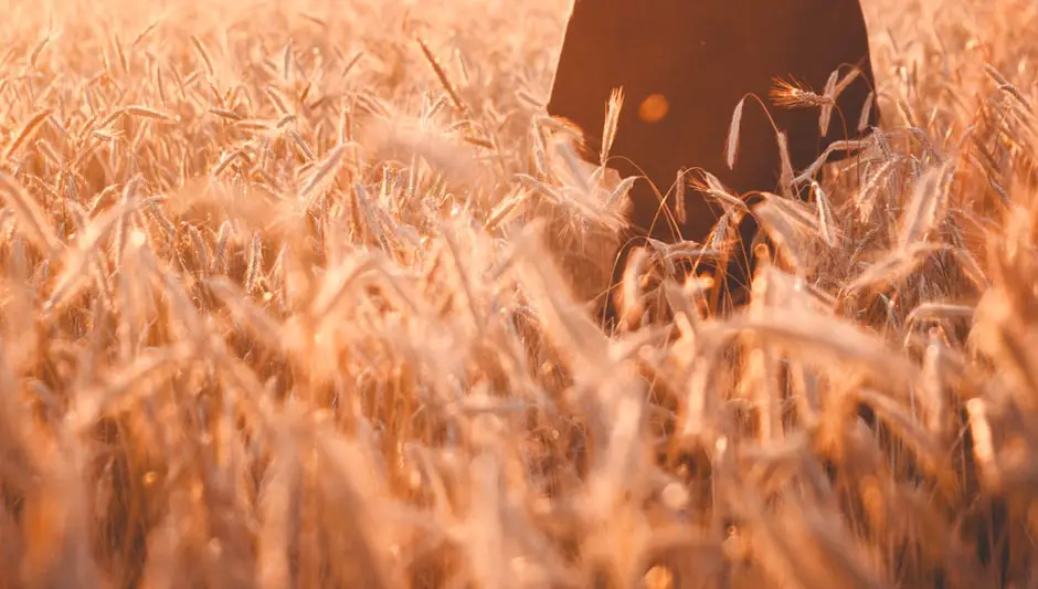 when do farmers harvest corn in ontario