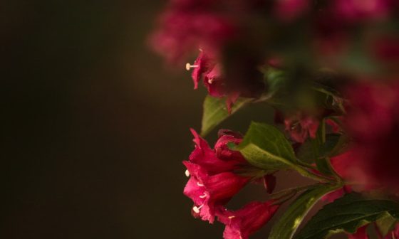 how to grow kaner plant from cutting