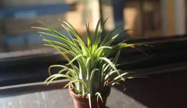 how to water air plants in winter