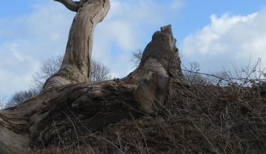 how to grow a giant sequoia tree