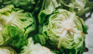 how to harvest lettuce from aerogarden