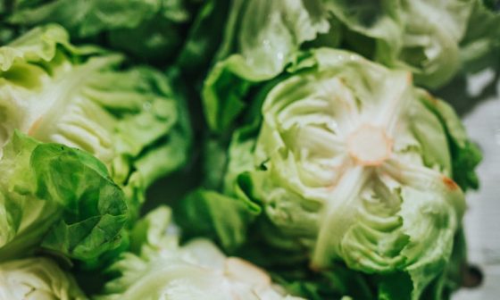 how to harvest lettuce from aerogarden
