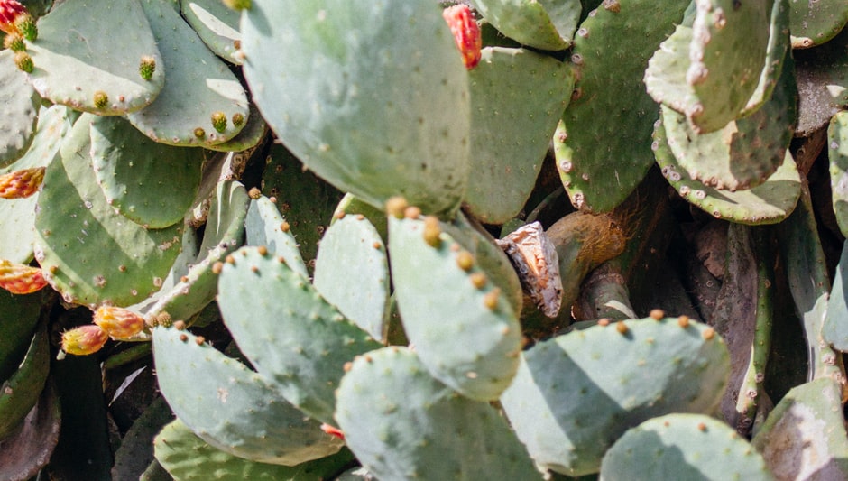 how to grow prickly pear cactus