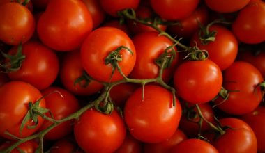 should i remove leaves from tomato plants