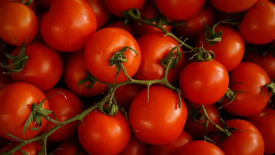 should i remove leaves from tomato plants