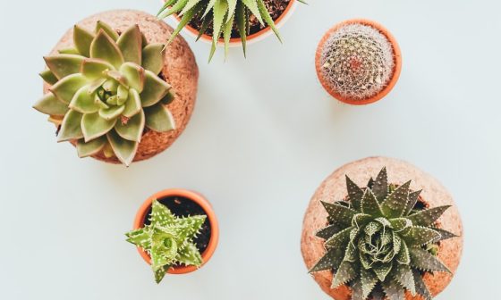 when to plant viola seeds outdoors