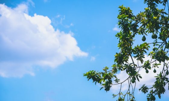 will avocado trees grow in virginia