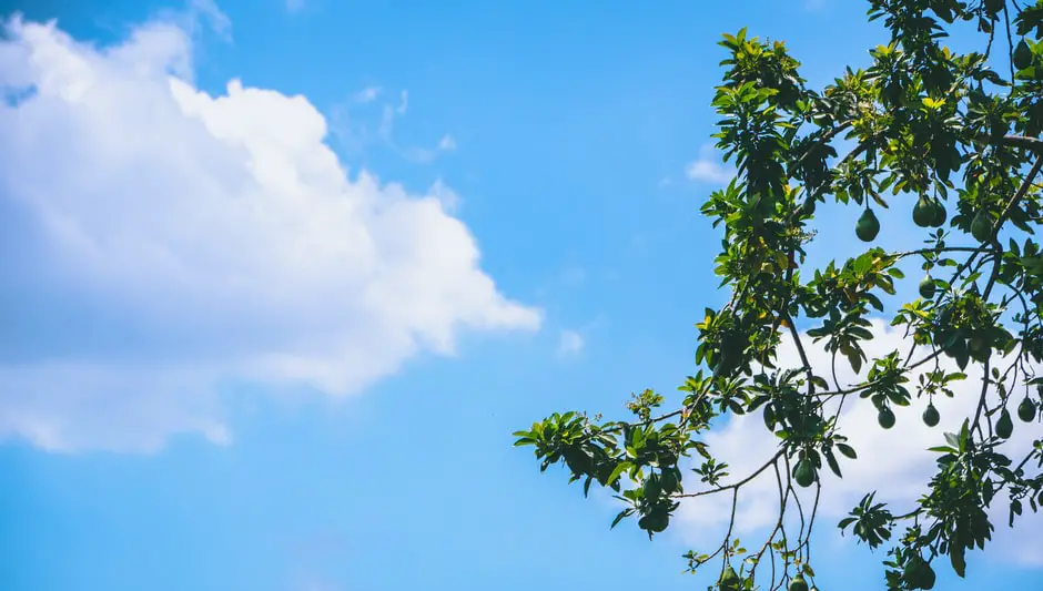 will avocado trees grow in virginia