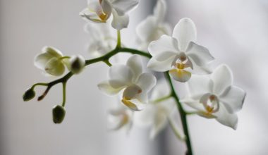 where do you cut an orchid stem after flowering