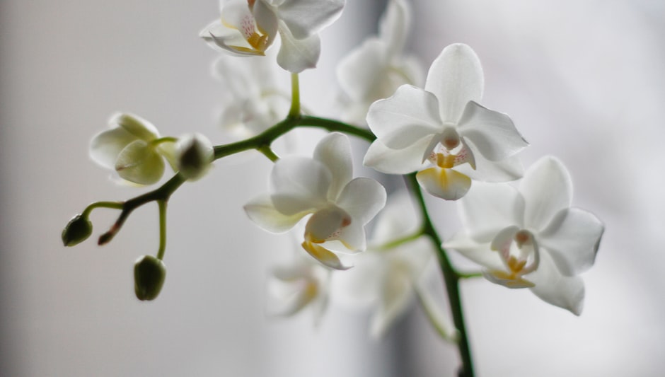 where do you cut an orchid stem after flowering