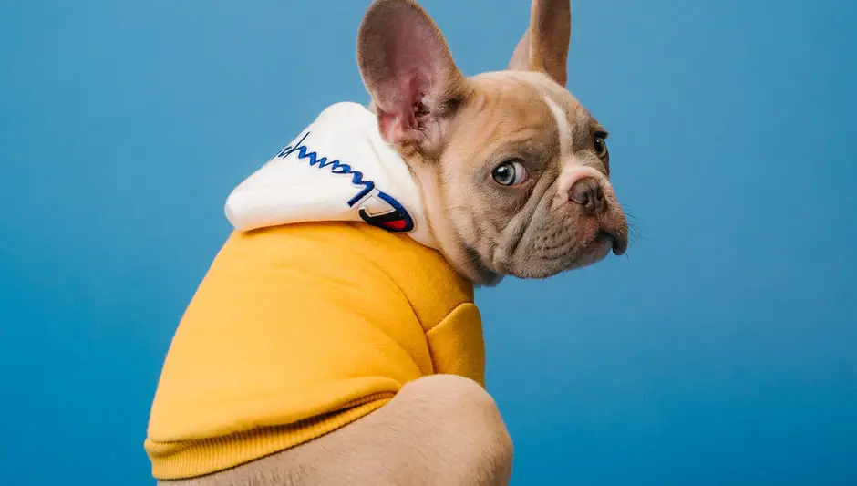 Are Apricot Seeds Poisonous To Dogs? (Detailed Guide)