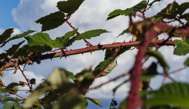 do orange trees have thorns