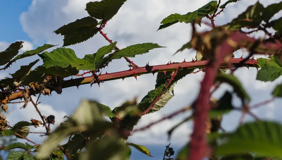 do orange trees have thorns