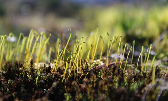 how many cilantro seeds per hole