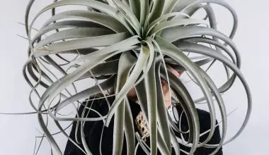 do air plants only bloom once