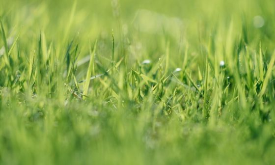 how to grow grass where weeds are