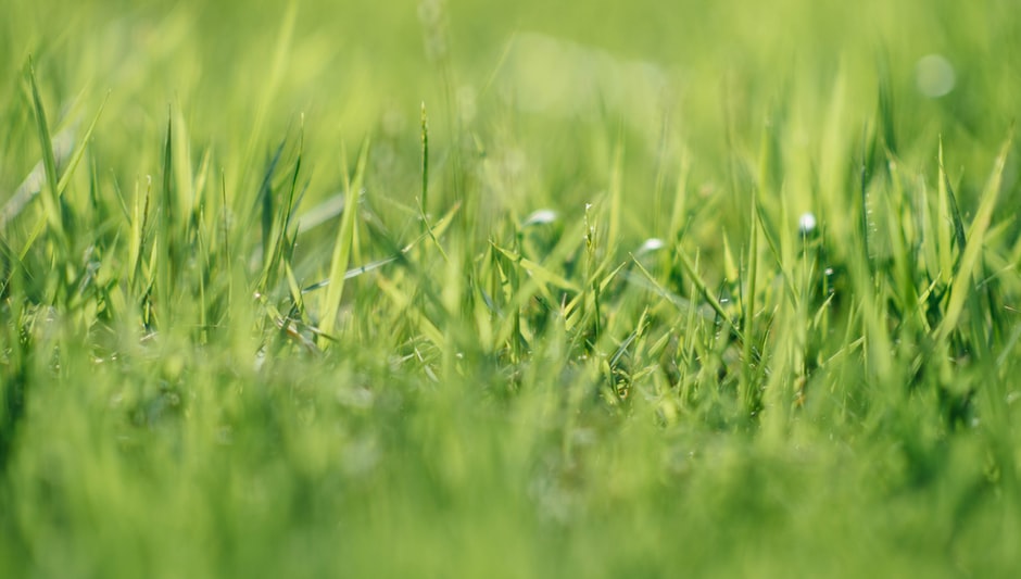 how to grow grass where weeds are