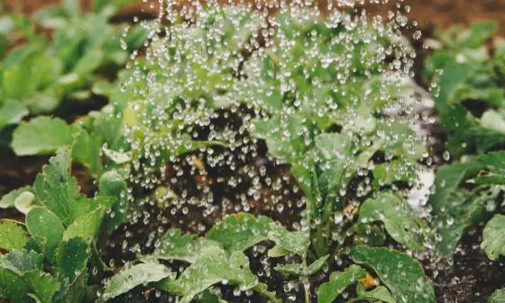 can you put bread in compost bin