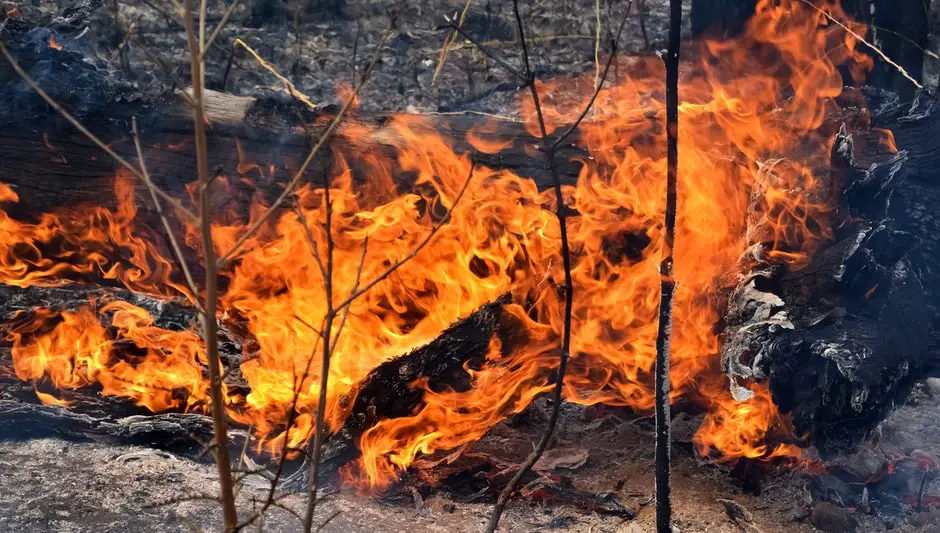 How To Plant A Burning Bush Shrub? (Explanation Revealed!)