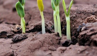 how to plant foxglove seeds