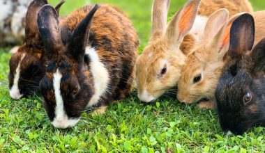 is grass seed harmful to rabbits