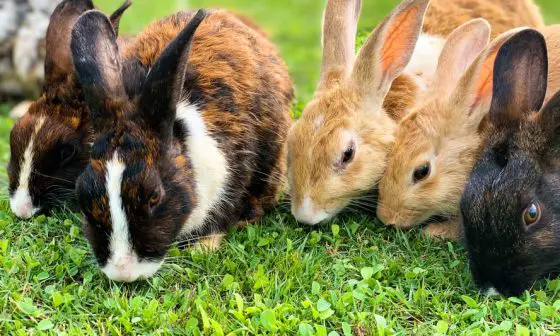 is grass seed harmful to rabbits