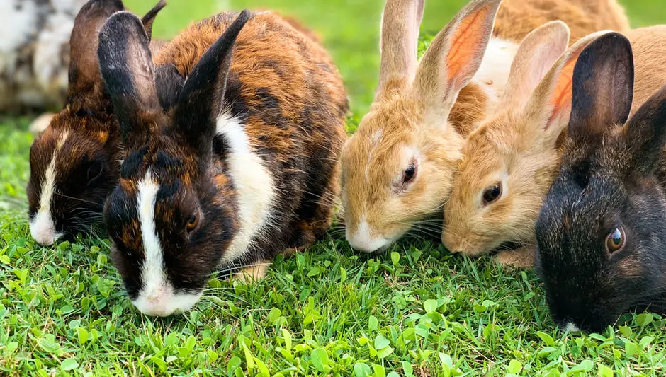 is grass seed harmful to rabbits