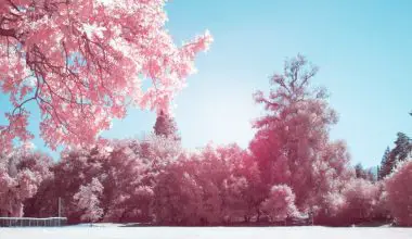 can cherry blossom trees grow in nebraska