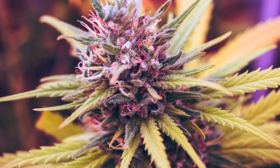 how often can i use weed killer on my lawn