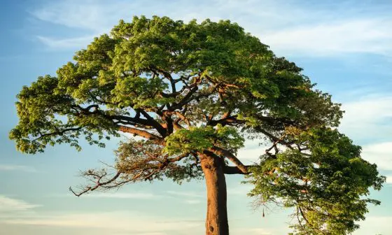 why prune plants