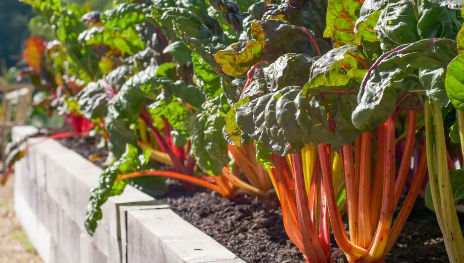 how to build a raised garden bed with a bottom