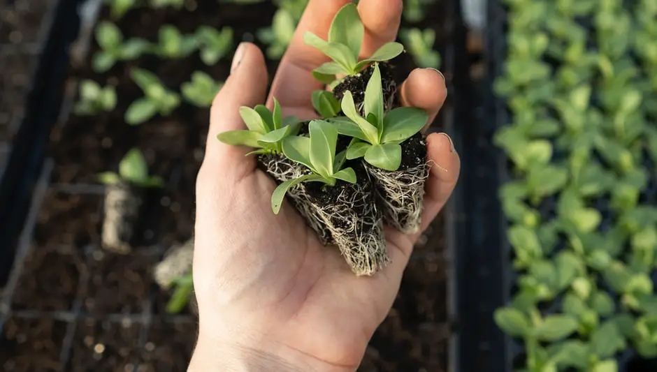 are greenhouses good in florida