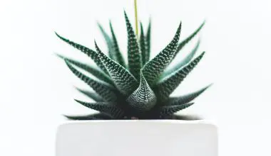 are succulents hard to grow