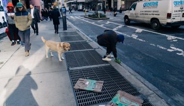 is dog poop compostable