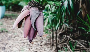 how to grow banana trees in containers