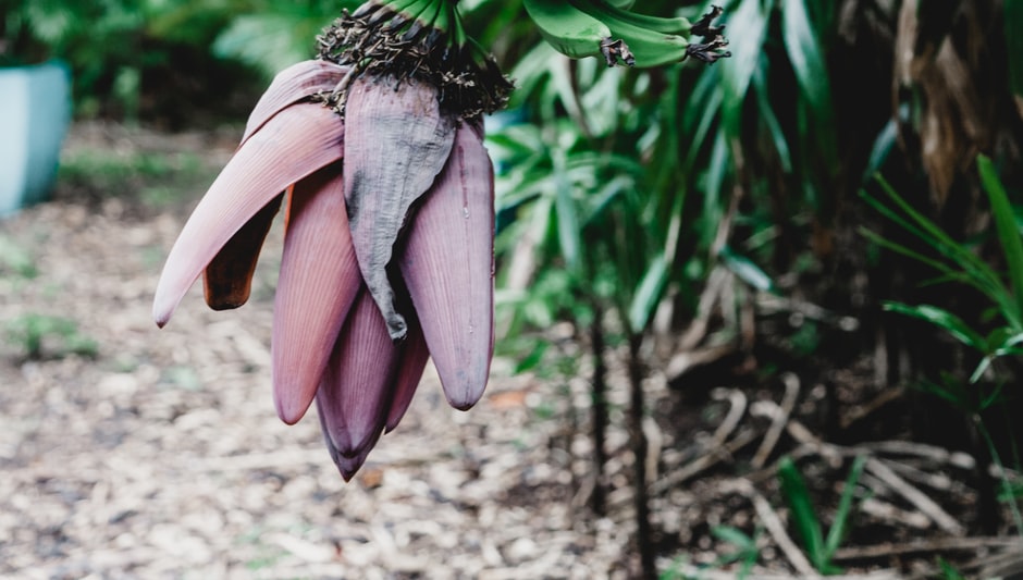 how to grow banana trees in containers
