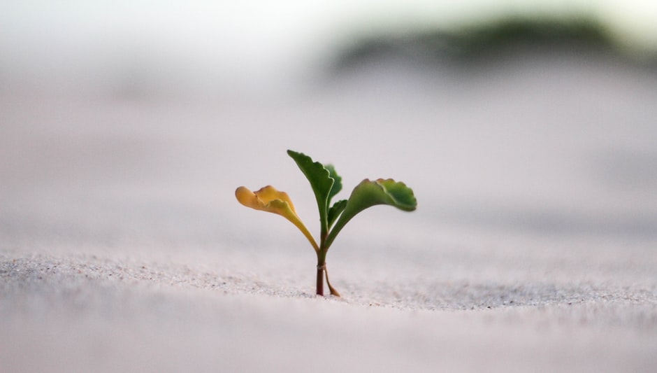 When To Lay Grass Seed In Spring? The Best Explanation