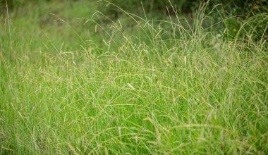 how deep should mulch be to prevent weeds