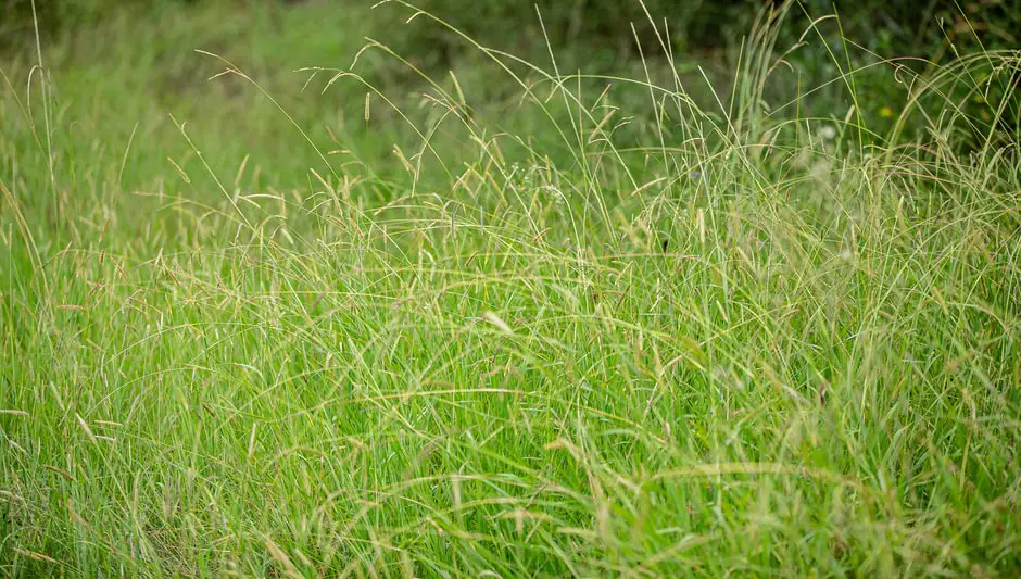 how deep should mulch be to prevent weeds