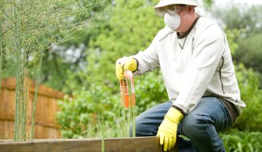 how to fertilize lawn