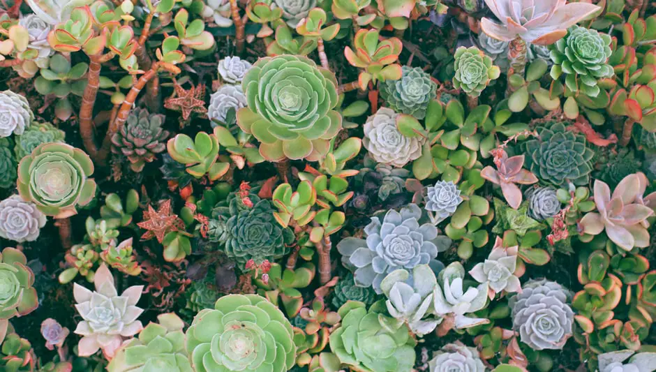 how to start succulents