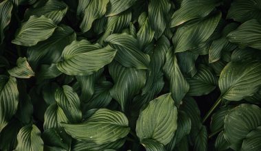 can you compost rhubarb leaves