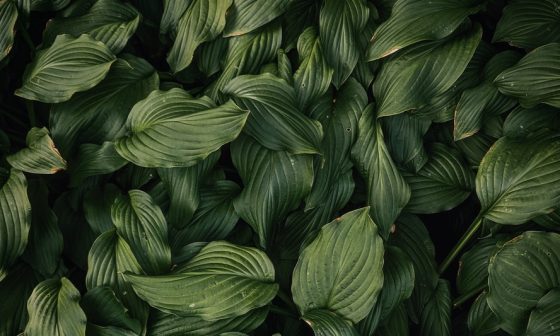 can you compost rhubarb leaves